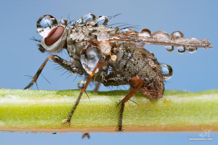 Amazing pictures of insects in drops of dew - Pictures nr 38