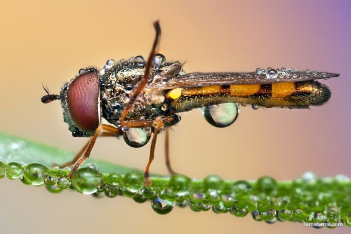 Niezwykłe zdjęcia owadów w kroplach rosy - Zdjecie nr 39