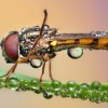 Amazing pictures of insects in drops of dew - Pictures nr 39