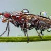 Amazing pictures of insects in drops of dew - Pictures nr 4