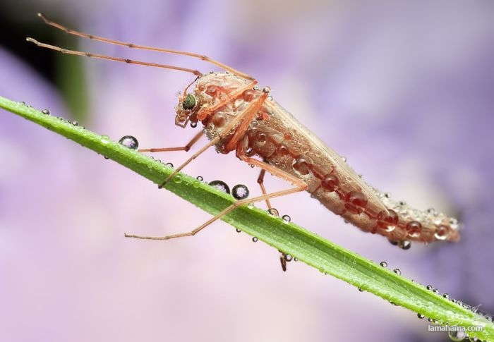 Niezwykłe zdjęcia owadów w kroplach rosy - Zdjecie nr 5