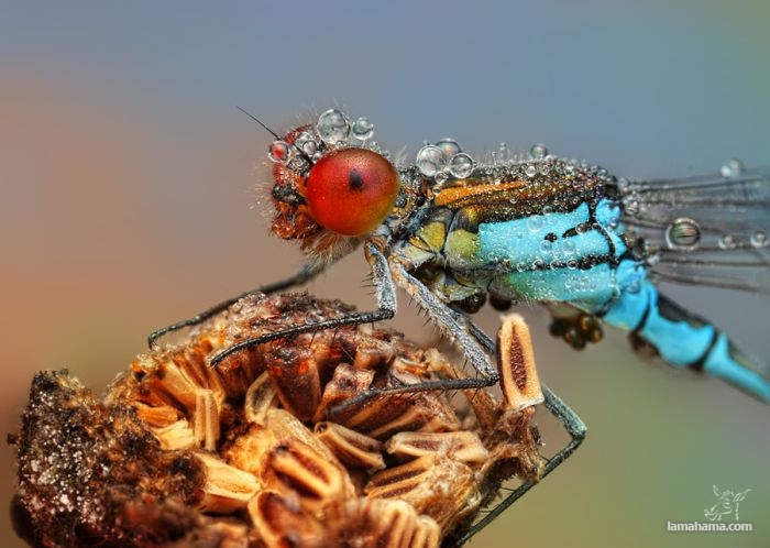 Amazing pictures of insects in drops of dew - Pictures nr 6