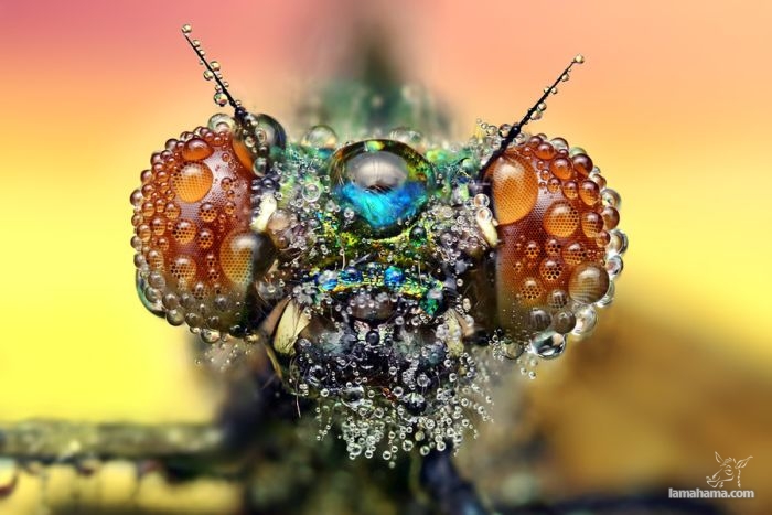 Amazing pictures of insects in drops of dew - Pictures nr 7