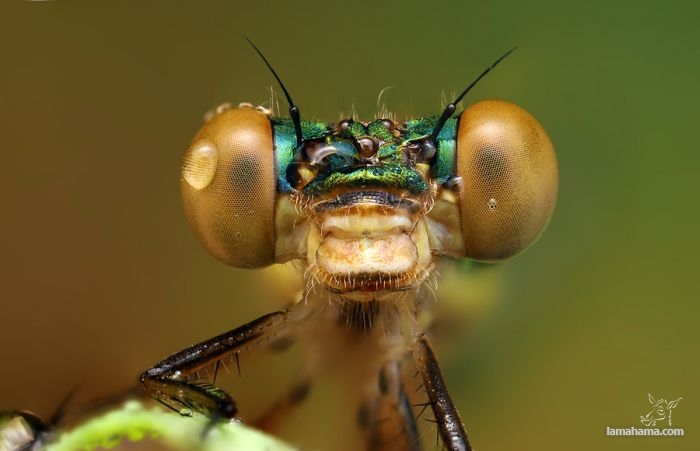 Niezwykłe zdjęcia owadów w kroplach rosy - Zdjecie nr 8