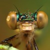 Amazing pictures of insects in drops of dew - Pictures nr 8