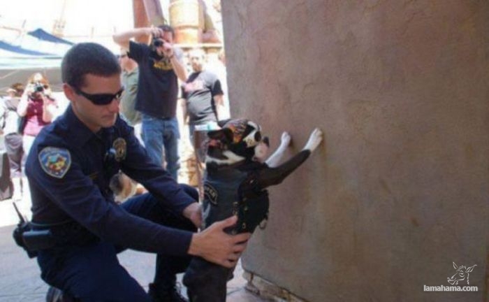 Funny situations involving the cops - Pictures nr 17