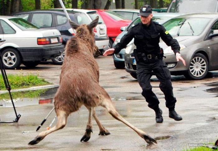 Funny situations involving the cops - Pictures nr 3