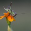 Macro world - Pictures nr 12