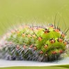 Macro world - Pictures nr 16