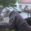 Codzienny Strzał Fotek — 41